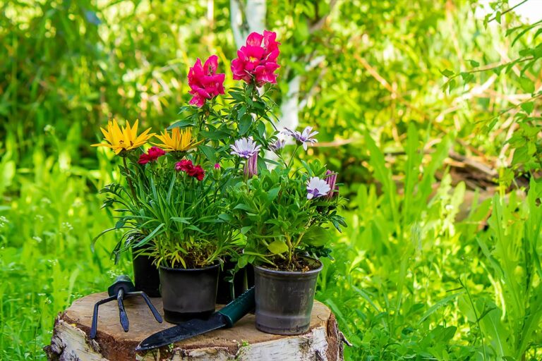 potted flowers on a stump