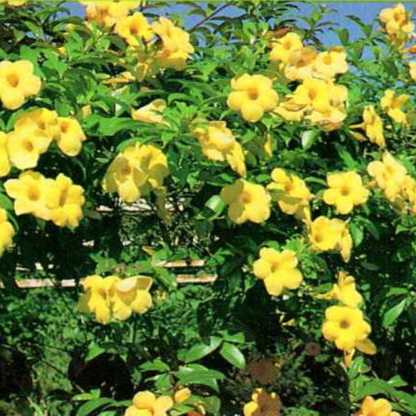 IMG of Allamanda Bush