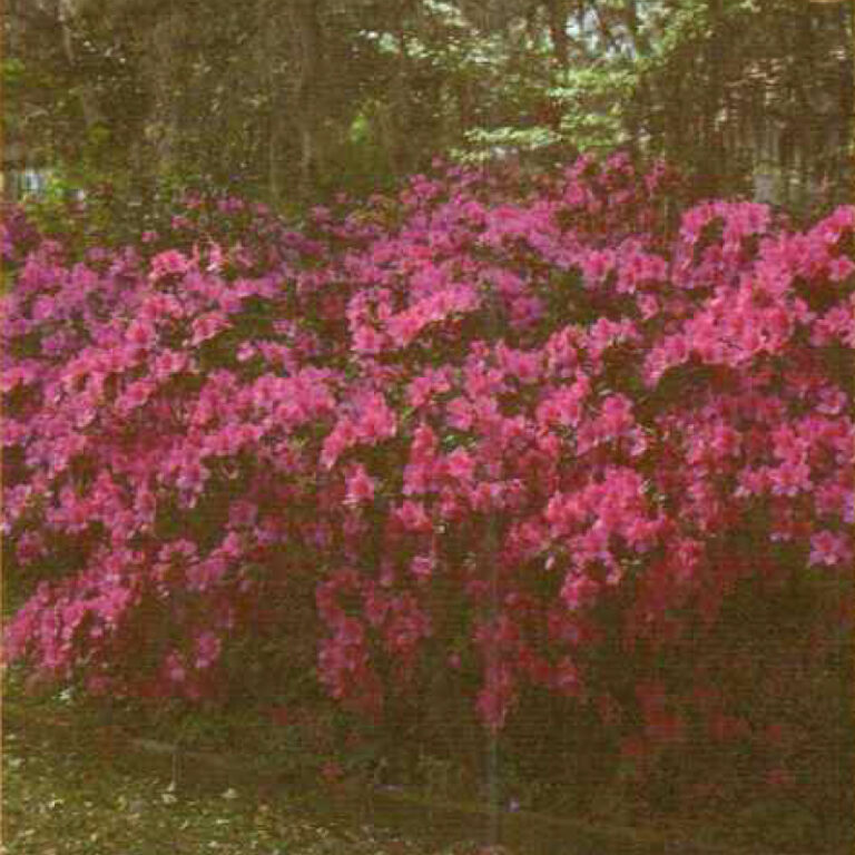 IMG of Azalea Formosa Purple