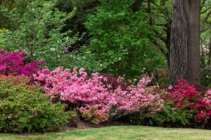 IMG of Azalea Garden