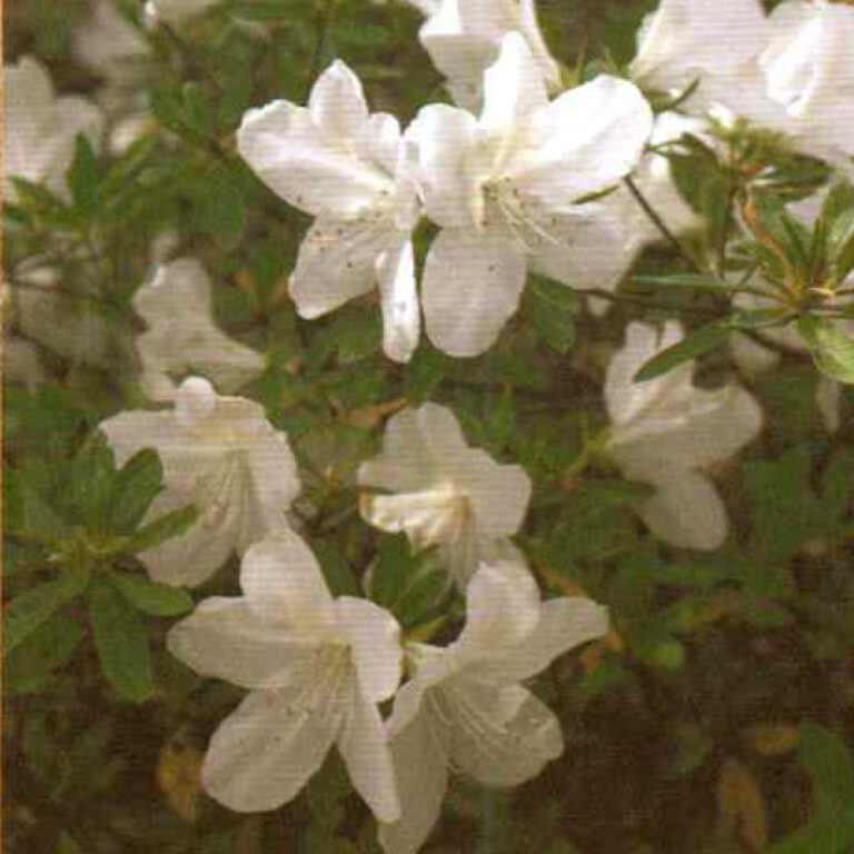 IMG of Azalea Mrs. G.G. Gerbing