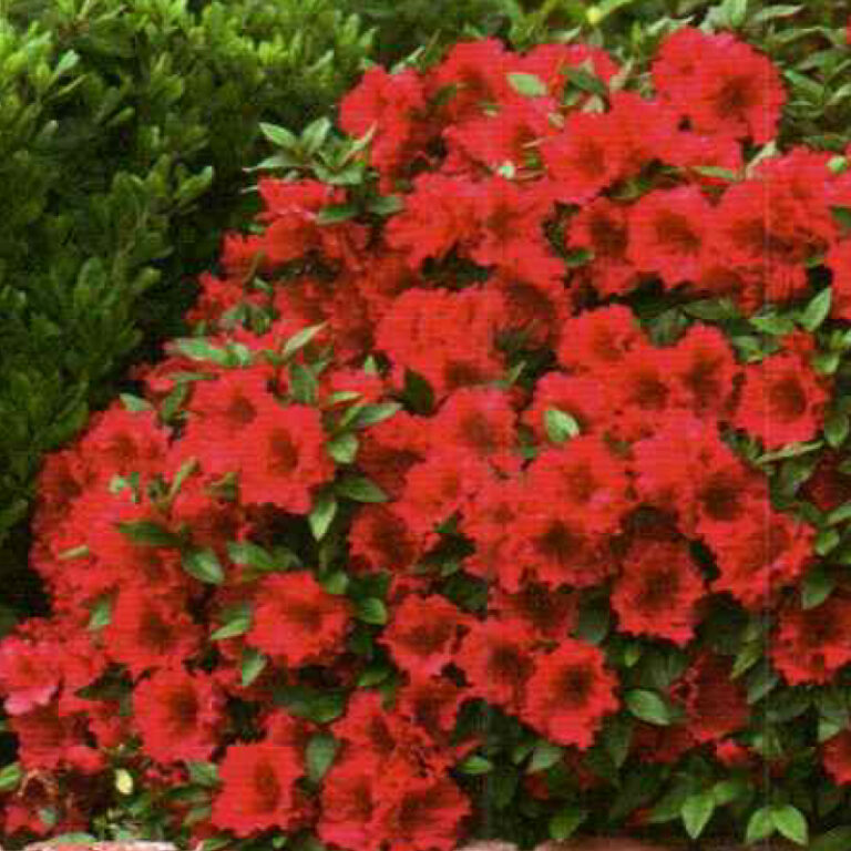 IMG of Azalea Red Ruffles