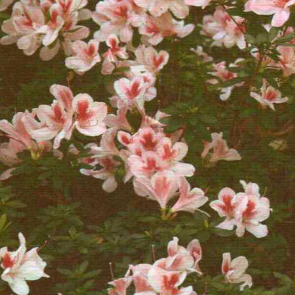 IMG of Azalea Southern Charm