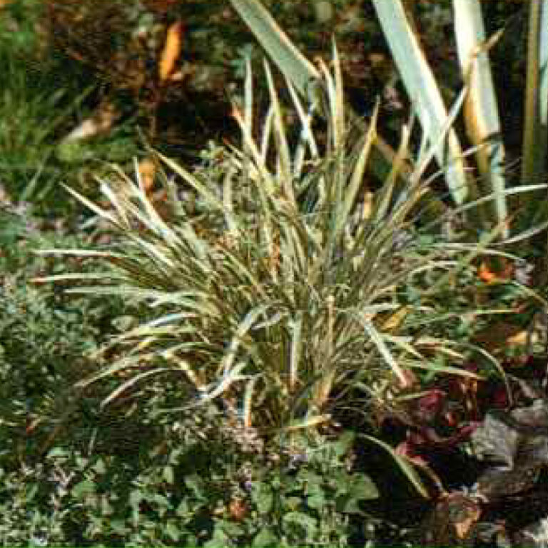 IMG of Aztec Grass