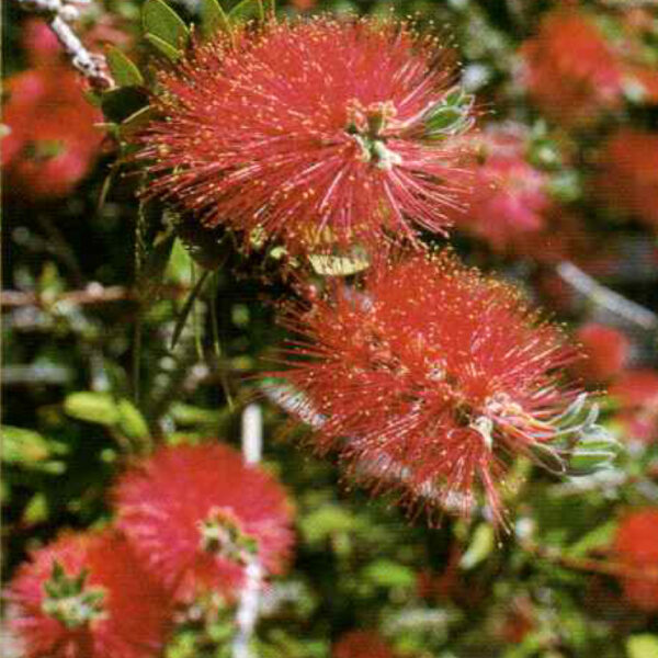 IMG of Bottlebrush