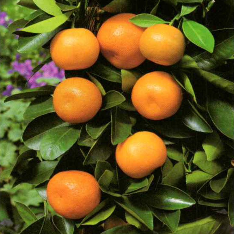 IMG of Calamondin