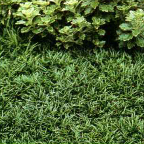 IMG of Dwarf Mondo Grass