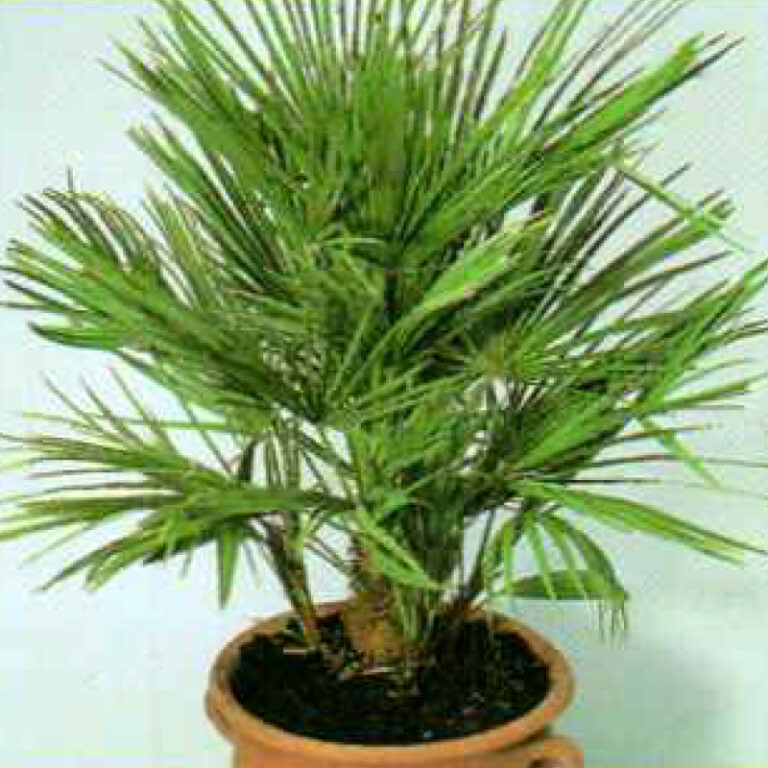 IMG of European Fan Palm