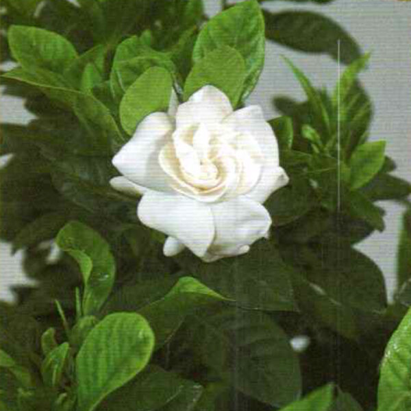 IMG of Everblooming Gardenia Veitchii