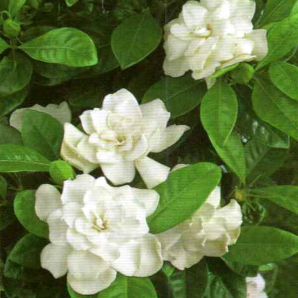 IMG of Gardenia August Beauty