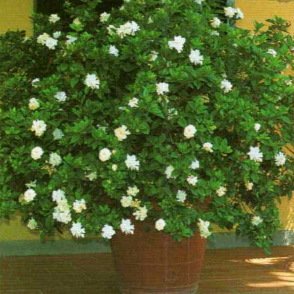 IMG of Gardenia Frost Proof