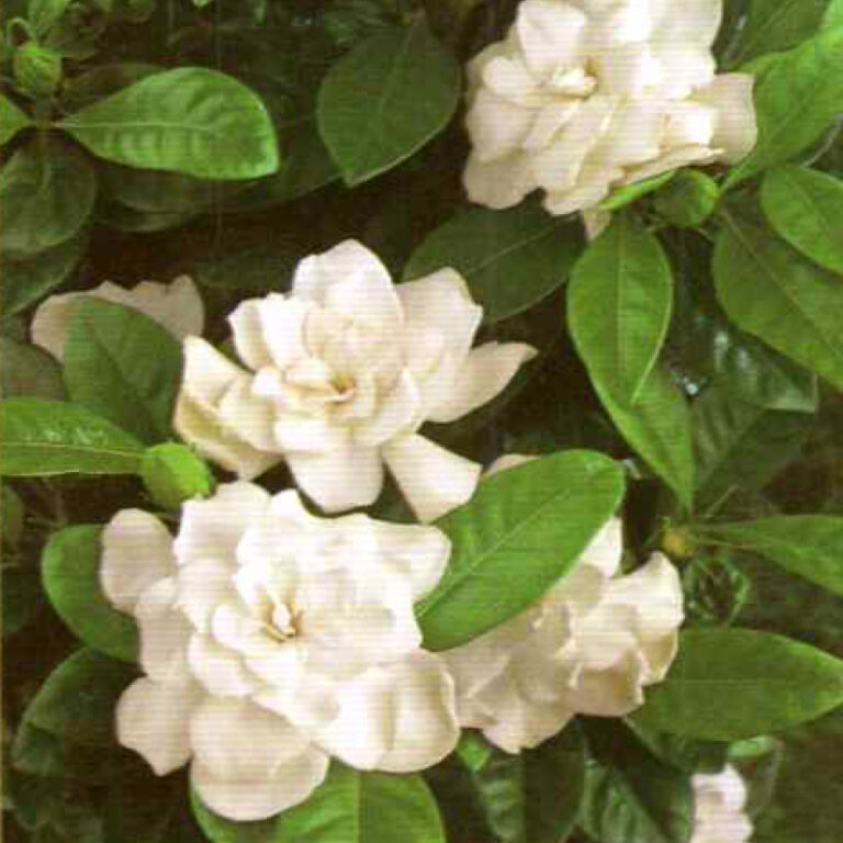 IMG of Gardenia Mystery