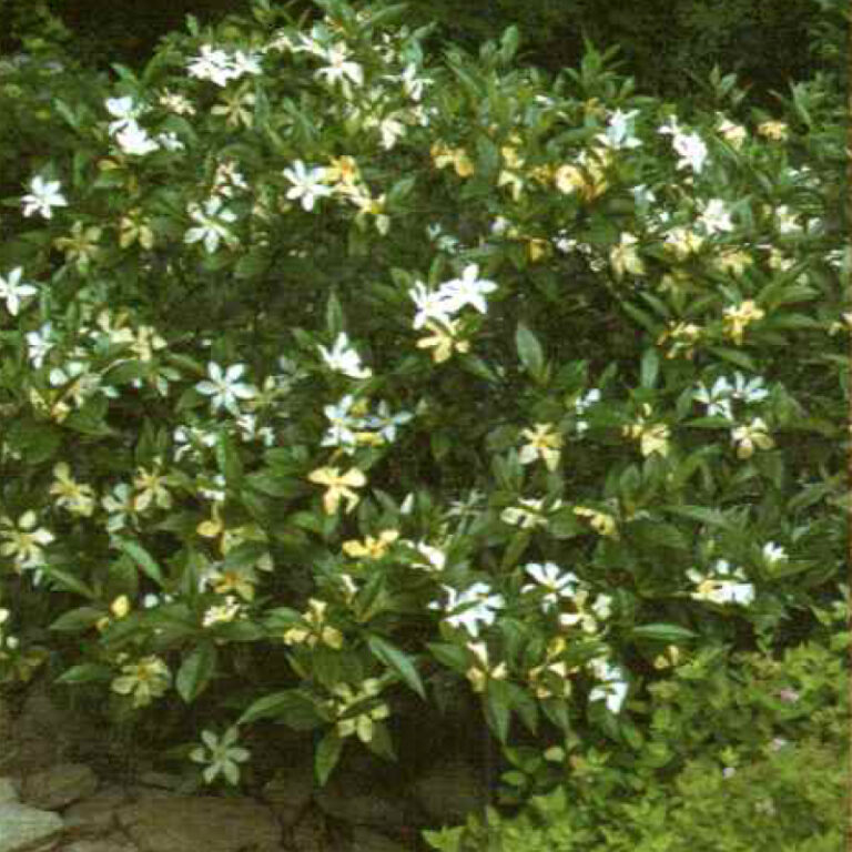 IMG of Gardenia Radicans