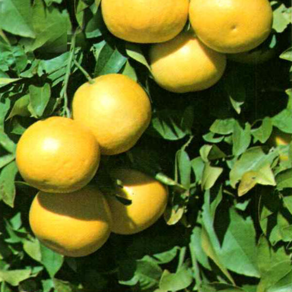 IMG of Marsh Grapefruit