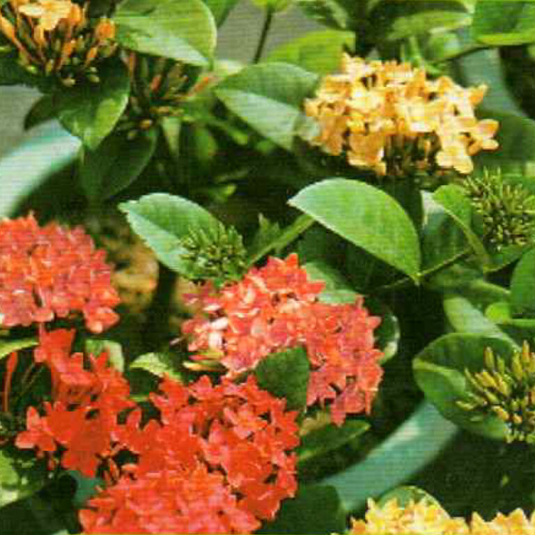 IMG of Ixora Assorted