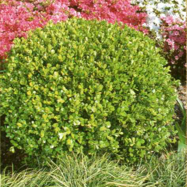 IMG of Japanese Boxwood