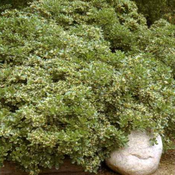 IMG of Japanese Pottosporum