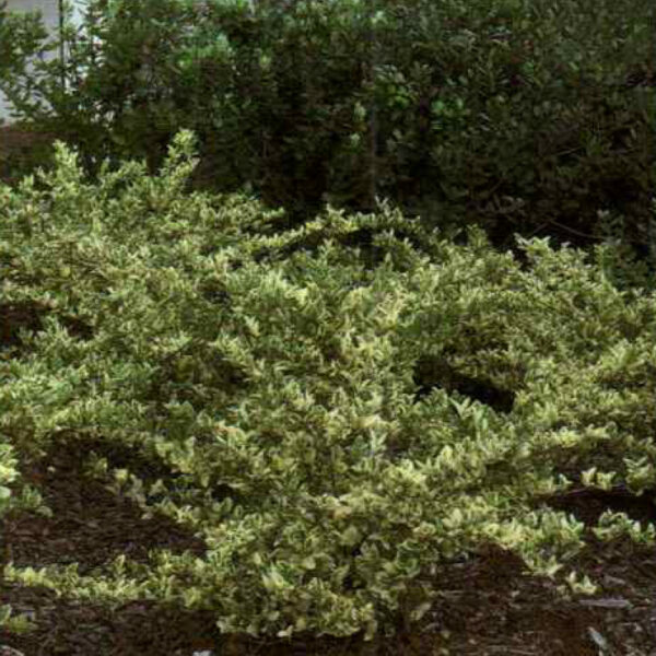 IMG of Japanese Privet 'Jack Frost'