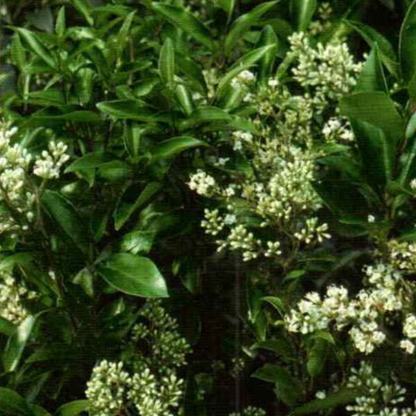 IMG of Japanese Privet 'Recurvifolium'