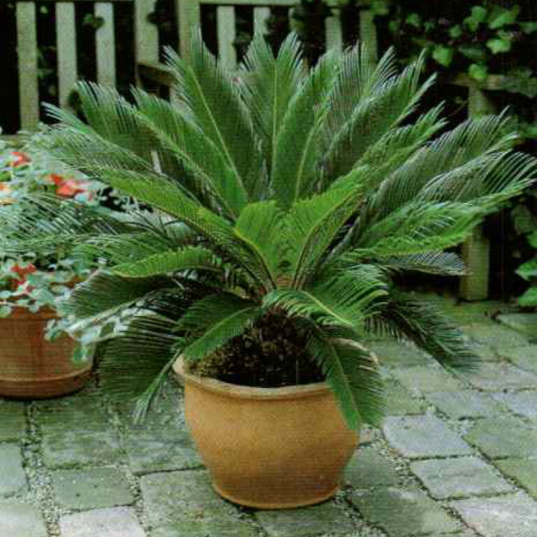 IMG of King Sago Palm