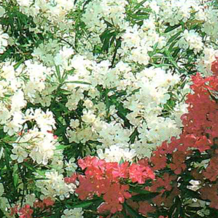 IMG of Oleander Assorted