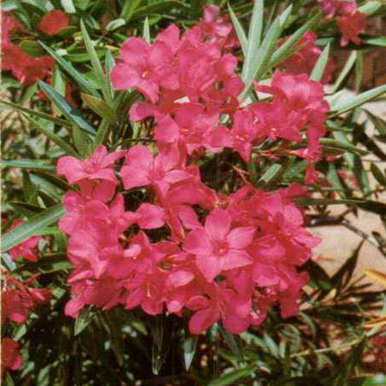 IMG of Oleander 'Calypso'