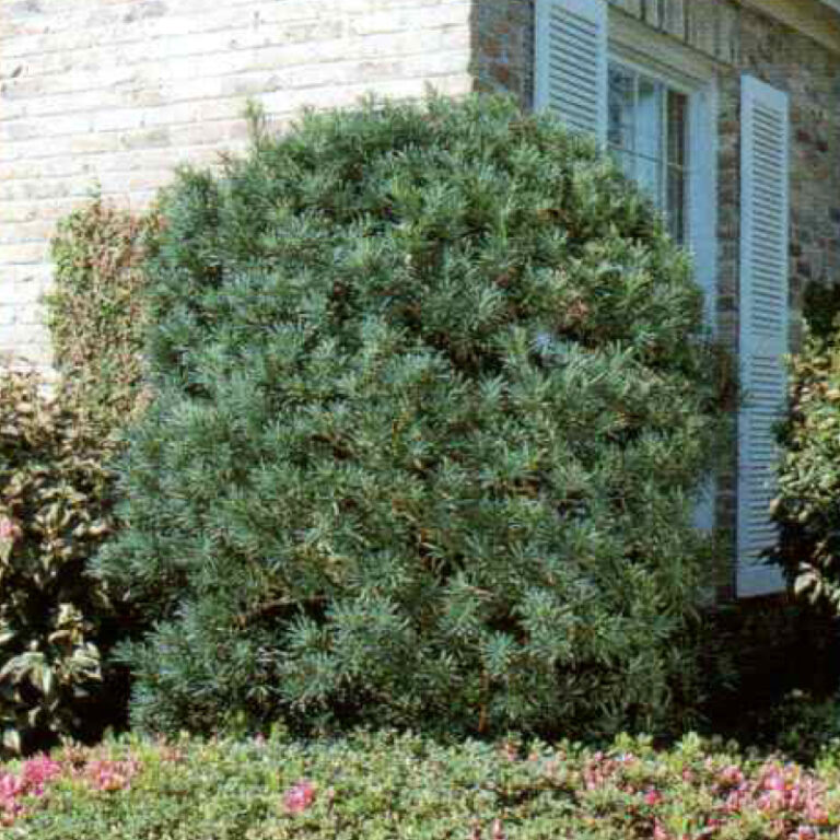 IMG of Podocarpus Maki