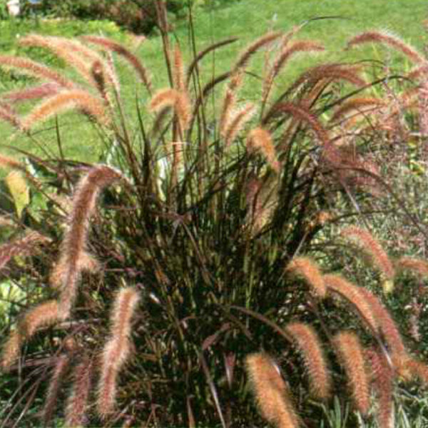 IMG of Red Fountain Grass