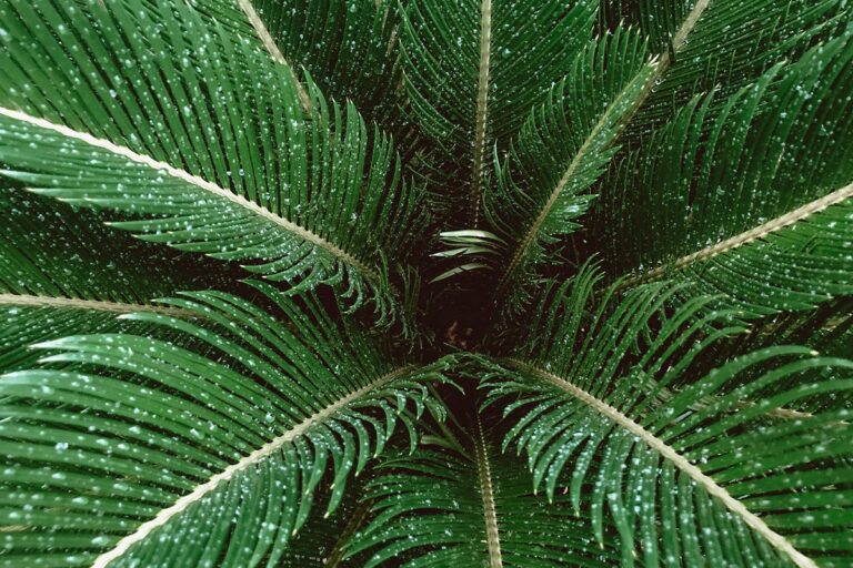 IMG of Sago Palm