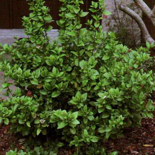 IMG of Sandankwa Viburnum