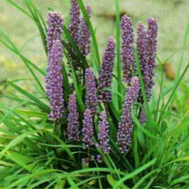 IMG of Super Blue Liriope