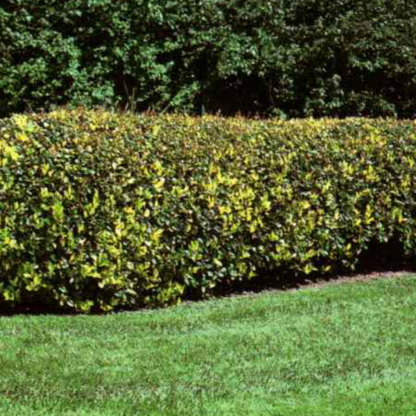 IMG of Variegated Privet