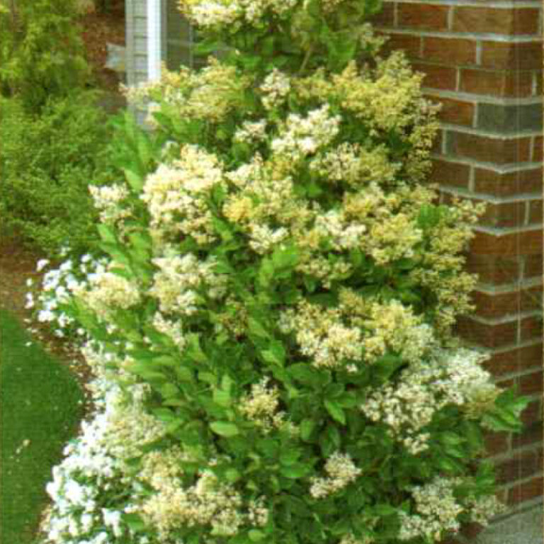 IMG of Waxleaf Ligustrum