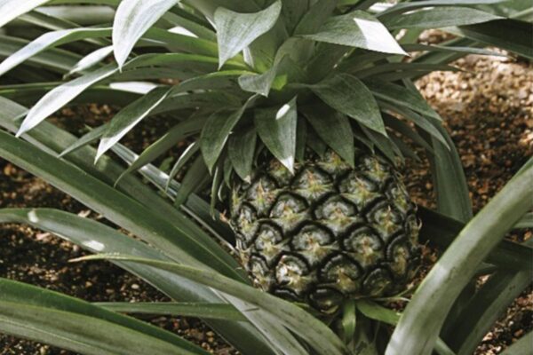 IMG of a pineapple on the plant