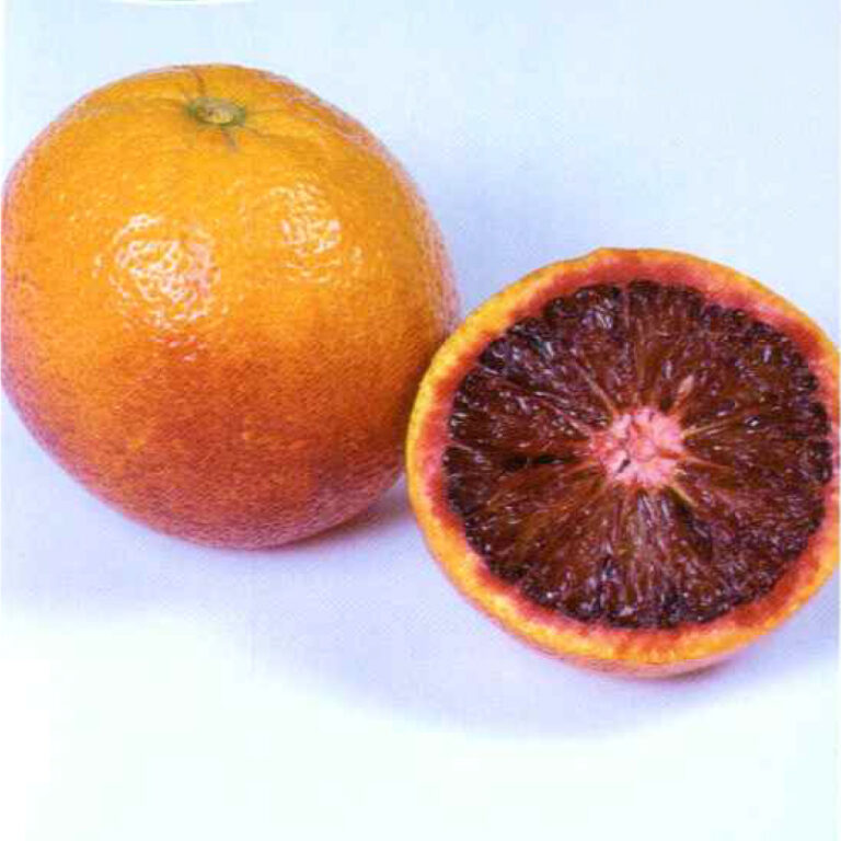 IMG pf Blood Orange