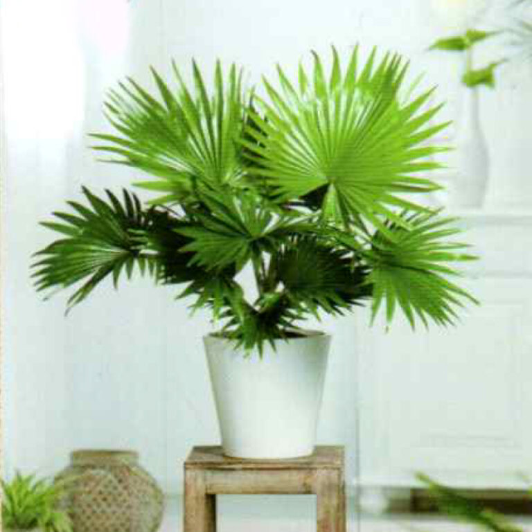 IMG of Chinese Fan Palm