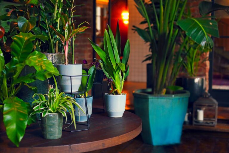 IMG of indoor plants on tables