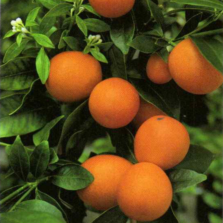 IMG of Kumquat Meiwa