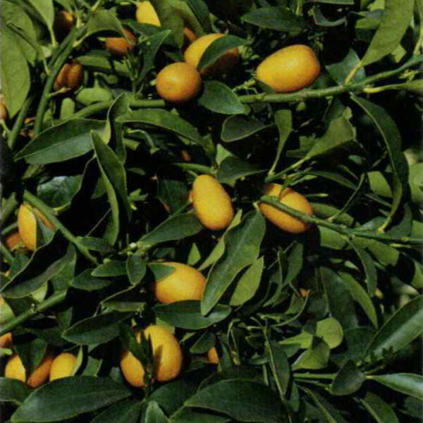 IMG of Kumquat Nagami