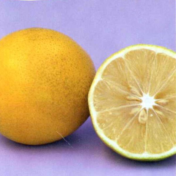 IMG of Ponderosa Lemon