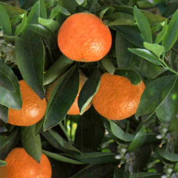 IMG of Clementine Mandarin