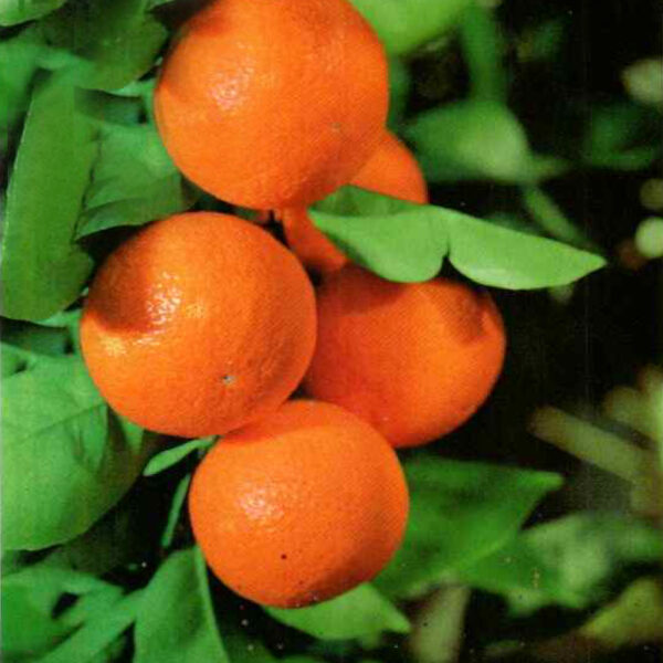 IMG of Red Navel Orange