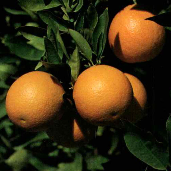 IMG of Valencia Orange