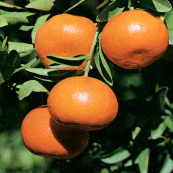 IMG of Satsuma