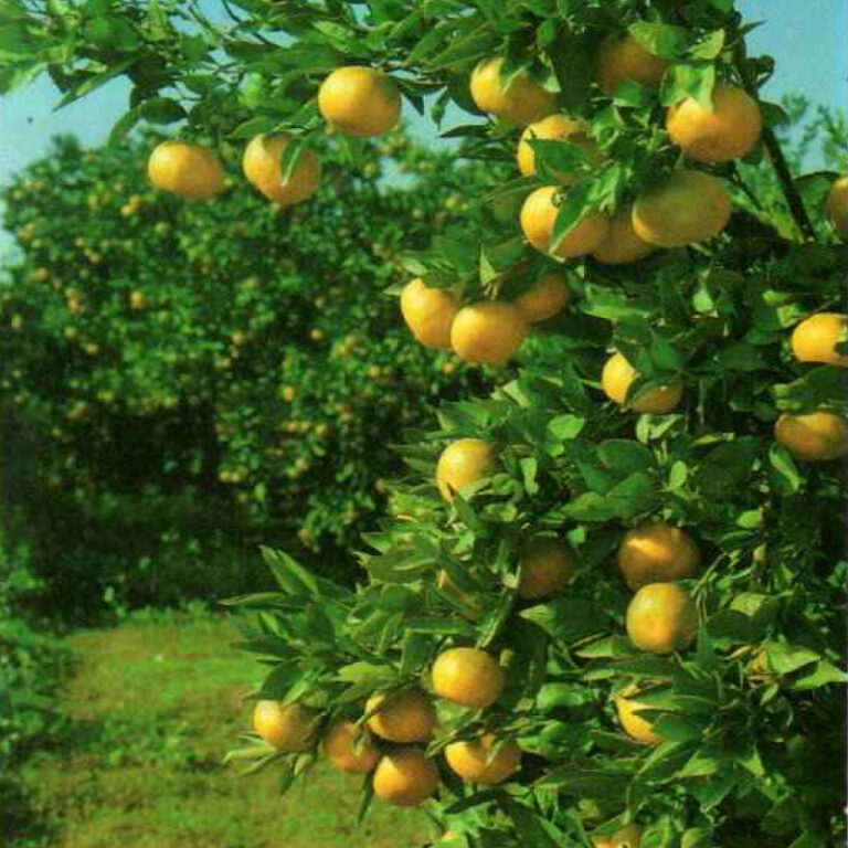 IMG of Sunburst Tangerine branch