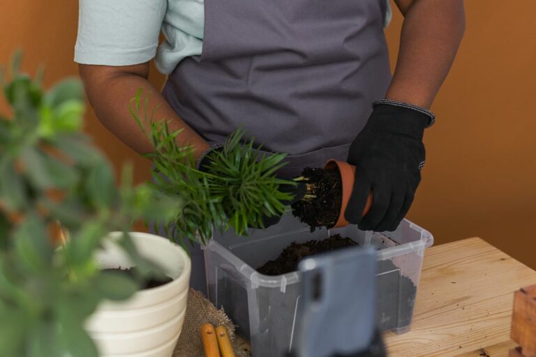 IMG of hands transplanting