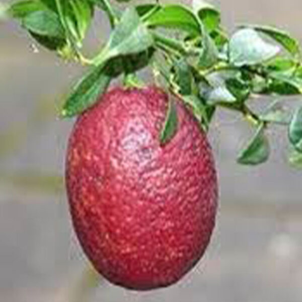 IMG of Australian Red Lime