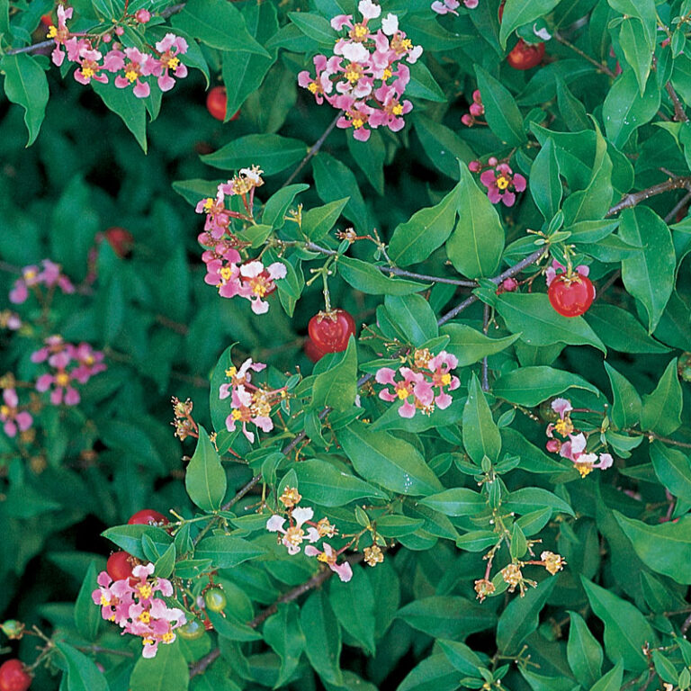 IMG of Barbados Cherry