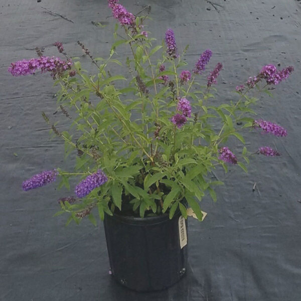 IMG of Buddleia Black Knight