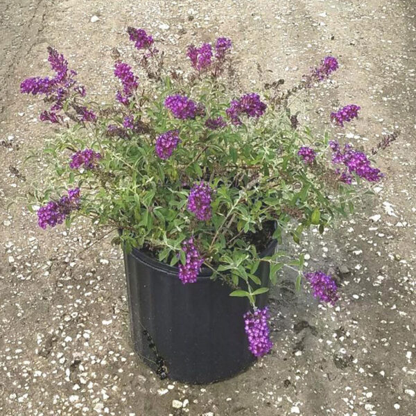 IMG of Buddleia Nanho Purple